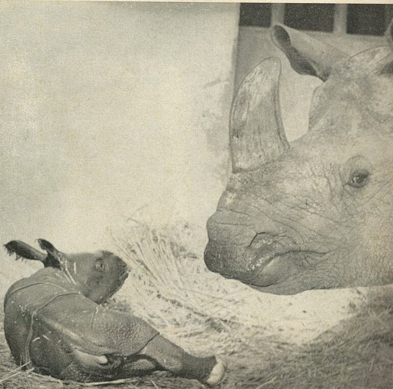 Basel Zoo birth in 1958