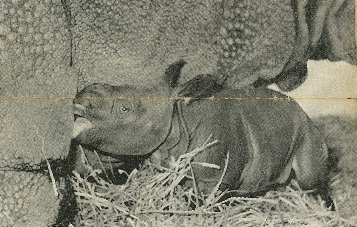 Joymothi in Basel 1958