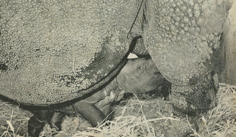 Basel’s Joymothi and baby