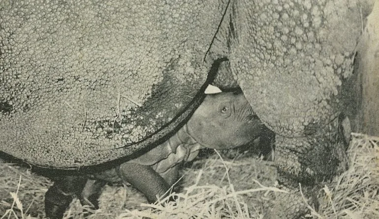 Basel’s Joymothi and baby