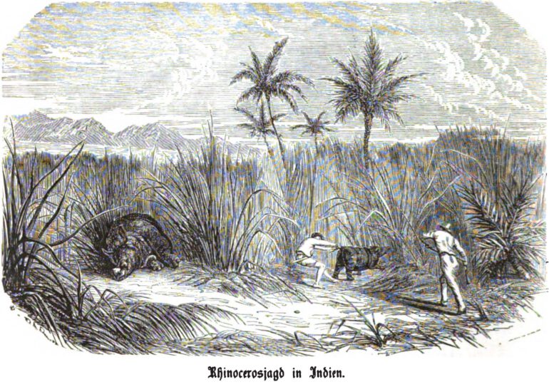 Rhino hunt in the Indies