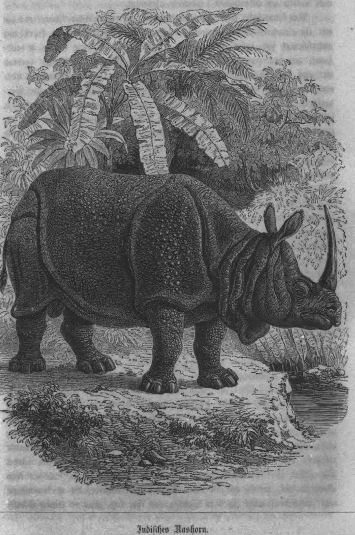 Indian Rhino in Wunderlich