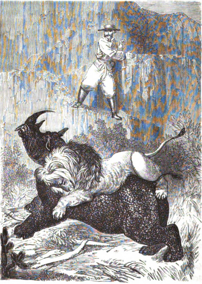 Lion attacking rhino