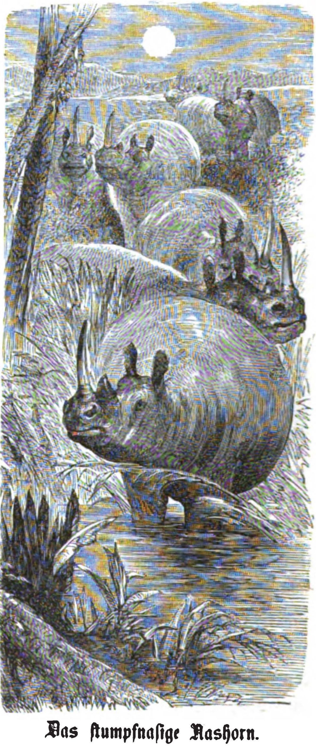Wunderlich 1865 Wide-mouthed Rhino