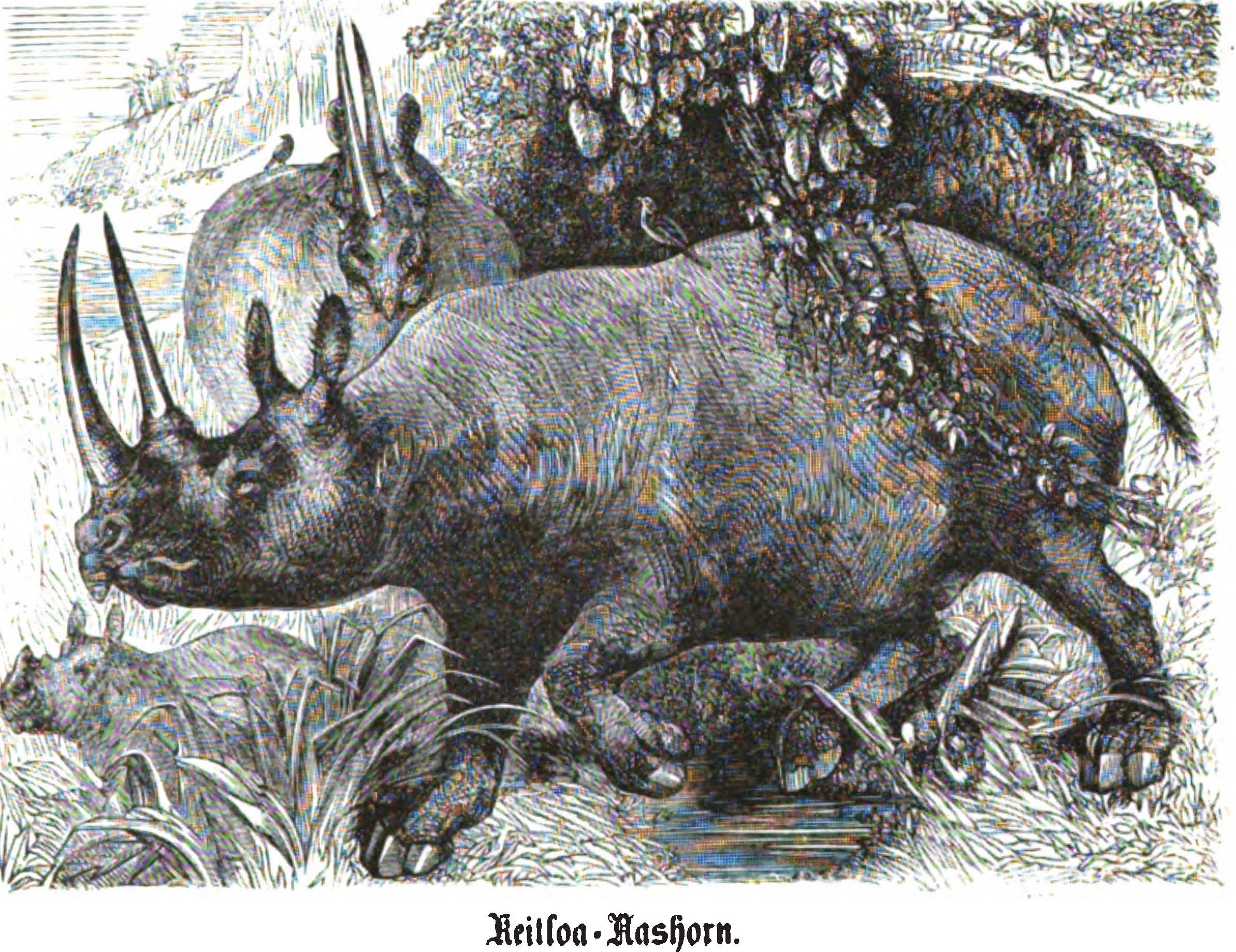 Keitloa in Wunderlich