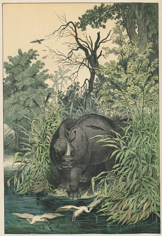 Wagner 1865 Indian Rhino