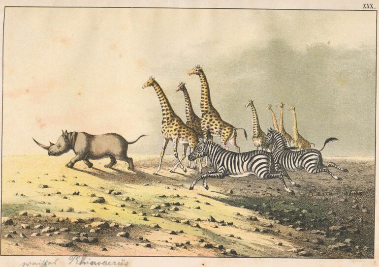 African rhino with giraffes