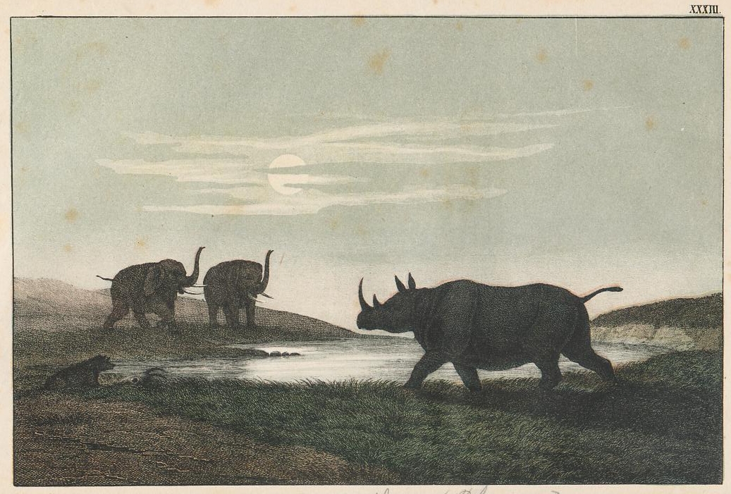 Black rhino with two elephants