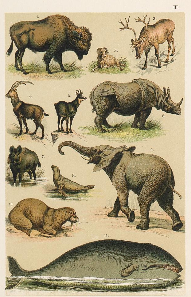 Berge Naturgeschichte