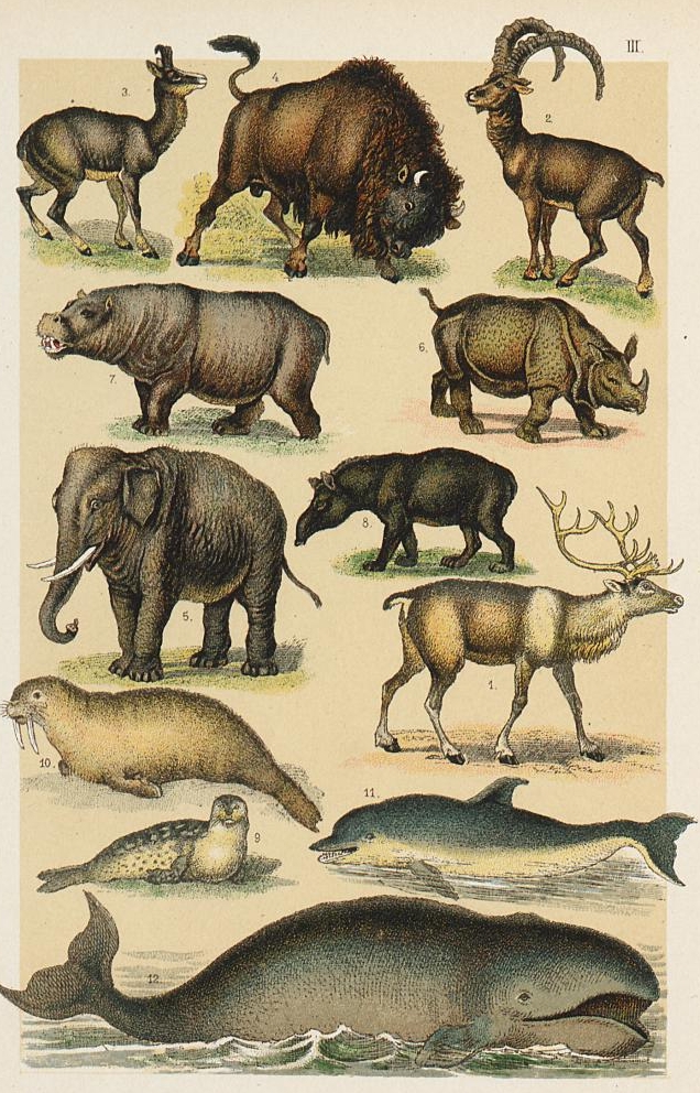 Berge Naturgeschichte (2nd edition)