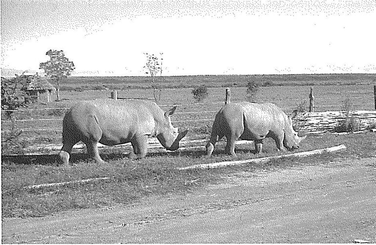 Hartley Northern White 1952