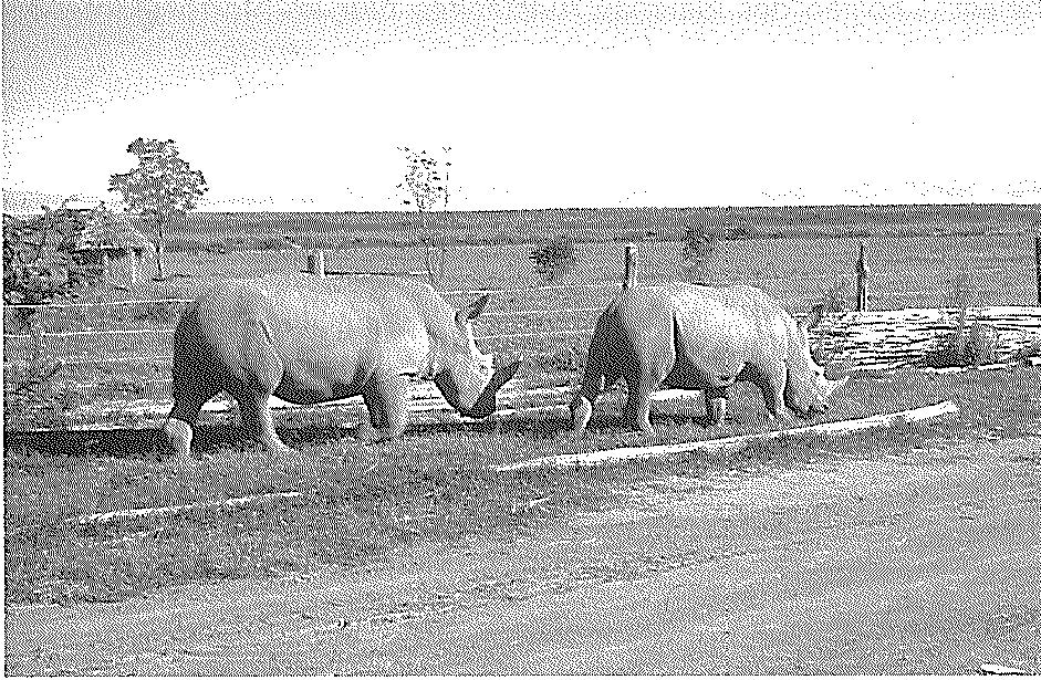 Hartley Northern White 1952