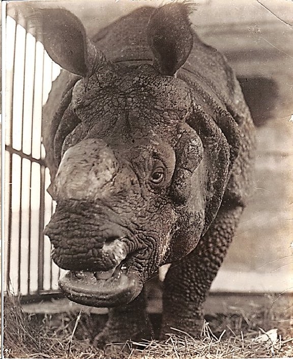 Old Bill of Ringling