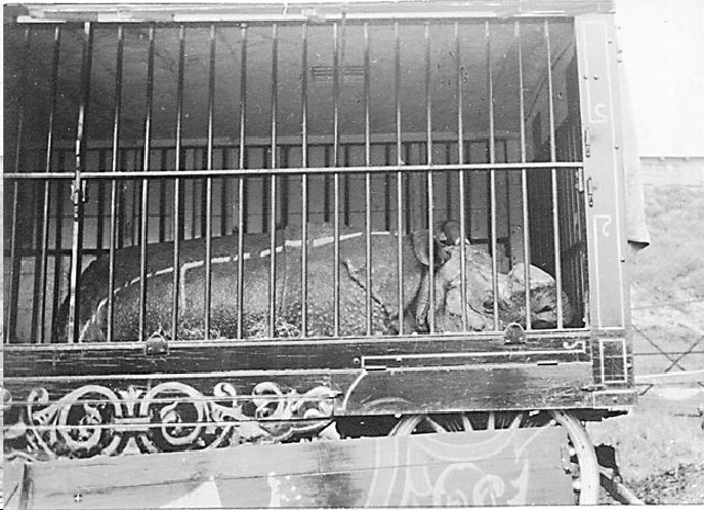 Ringling Barnum Circus 1920s