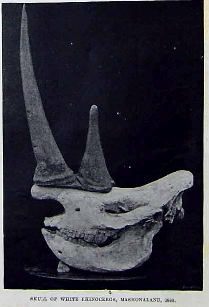 White Rhino in Mashonaland