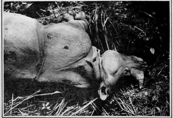 Vernay-Faunthorpe in Nepal