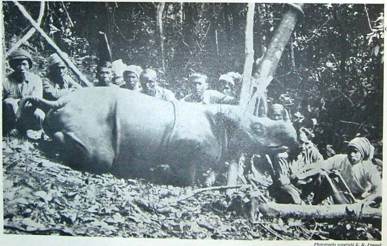 Peacock’s Sumatran Rhino