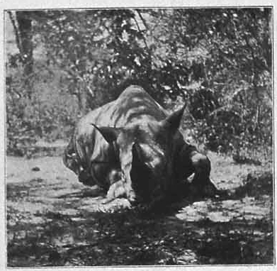 Pemberton black rhino