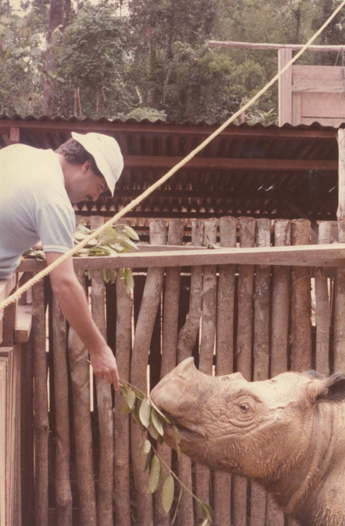 Rhino capture in Sumatra 1984-1993