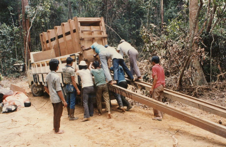 Rhino capture in Sumatra 1984-1993