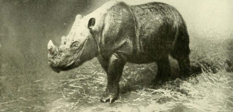 Sumatran rhino in Vienna