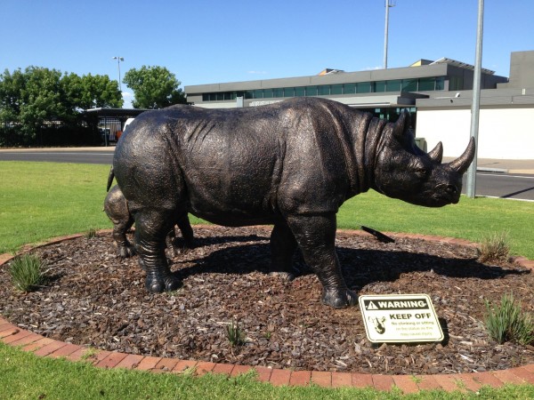 Dubbo Grey Rhino