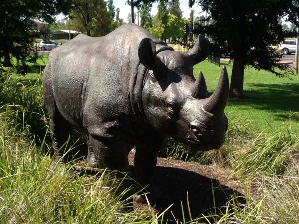 Dubbo Rhino in black