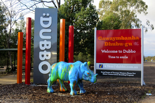 Dubbo rhino