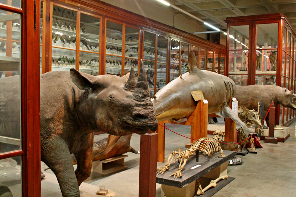 Black rhino in Modena