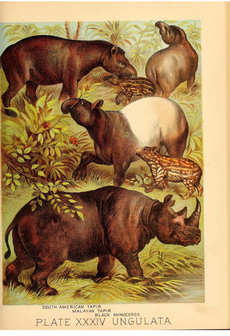 Johnson Household Book