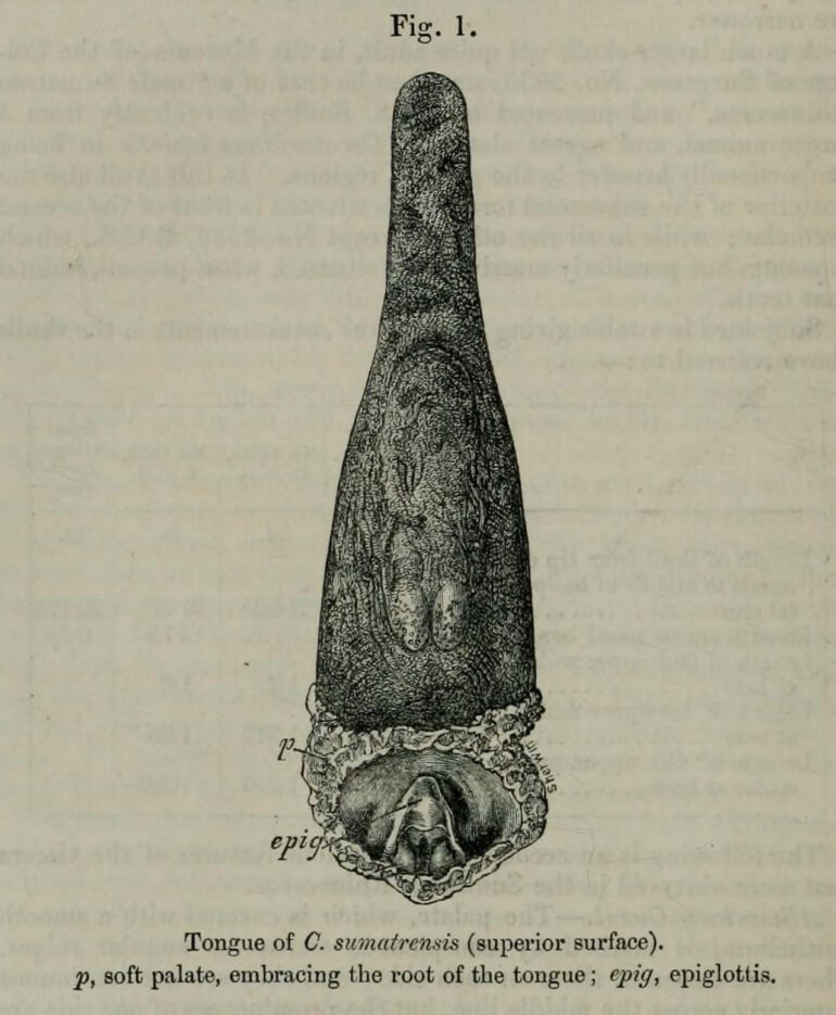 Tongue of Sumatran rhino