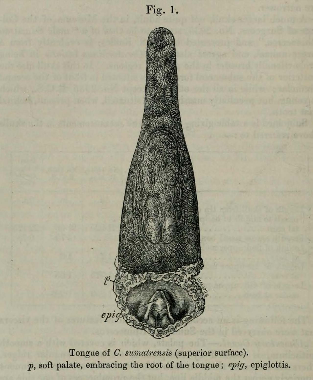 Tongue of Sumatran rhino