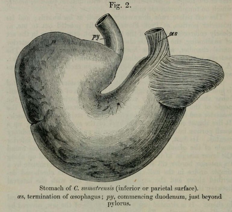 Stomach of Sumatran Rhino