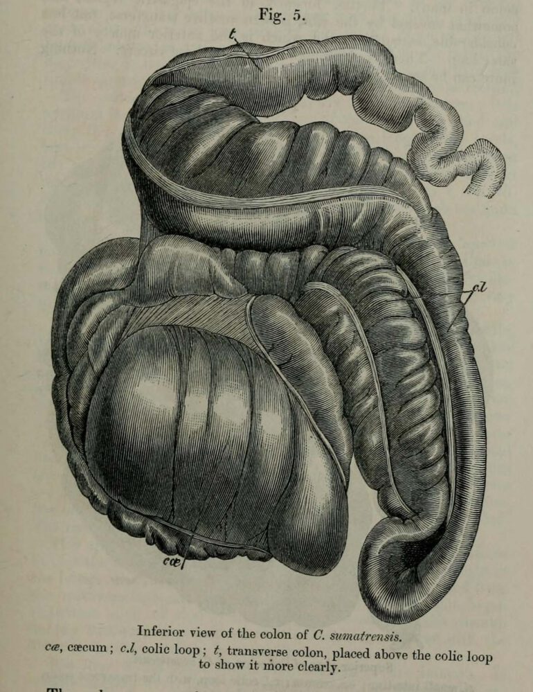 Colon of Sumatran Rhino