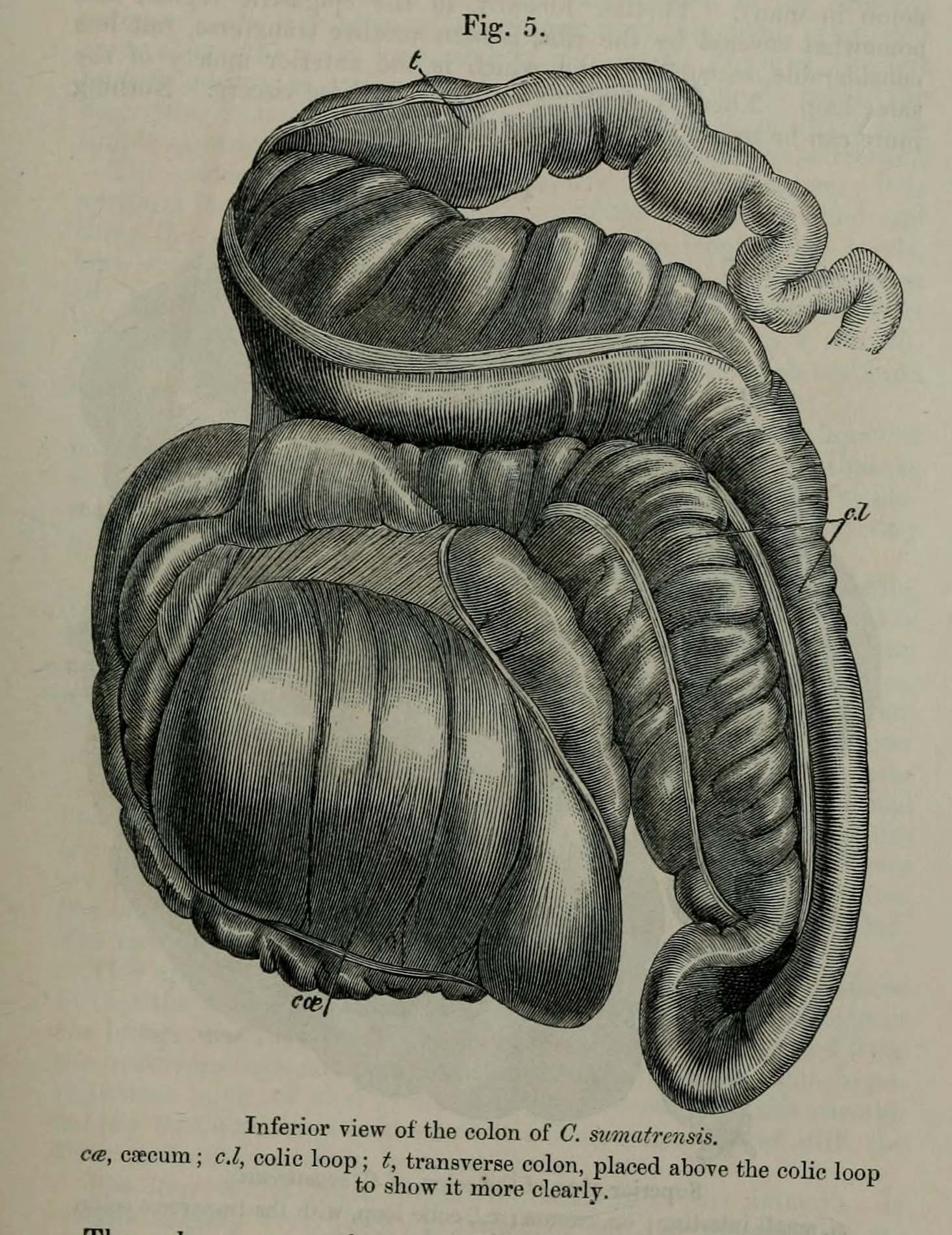 Colon of Sumatran Rhino