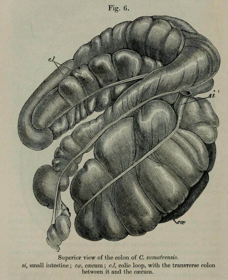 Superior Colon of Sumatran Rhino