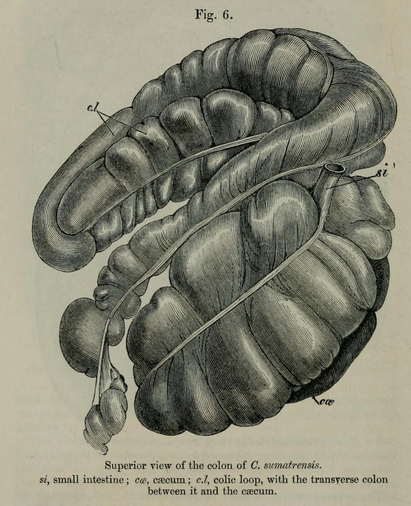 Superior Colon of Sumatran Rhino