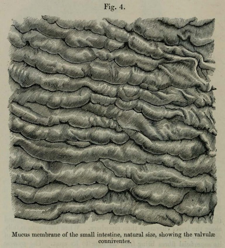 Small intestine of Sumatran Rhino