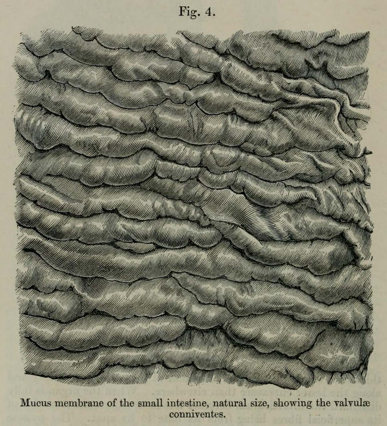 Small intestine of Sumatran Rhino