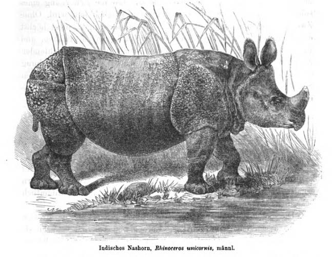 Noll – Indian Rhino