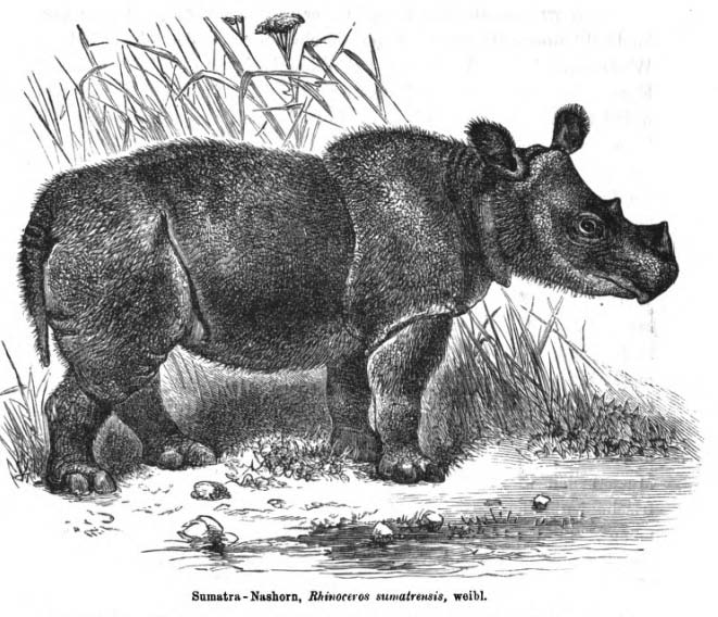 Noll – Sumatran rhino