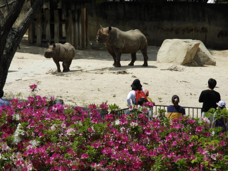 Hiroshima black rhino