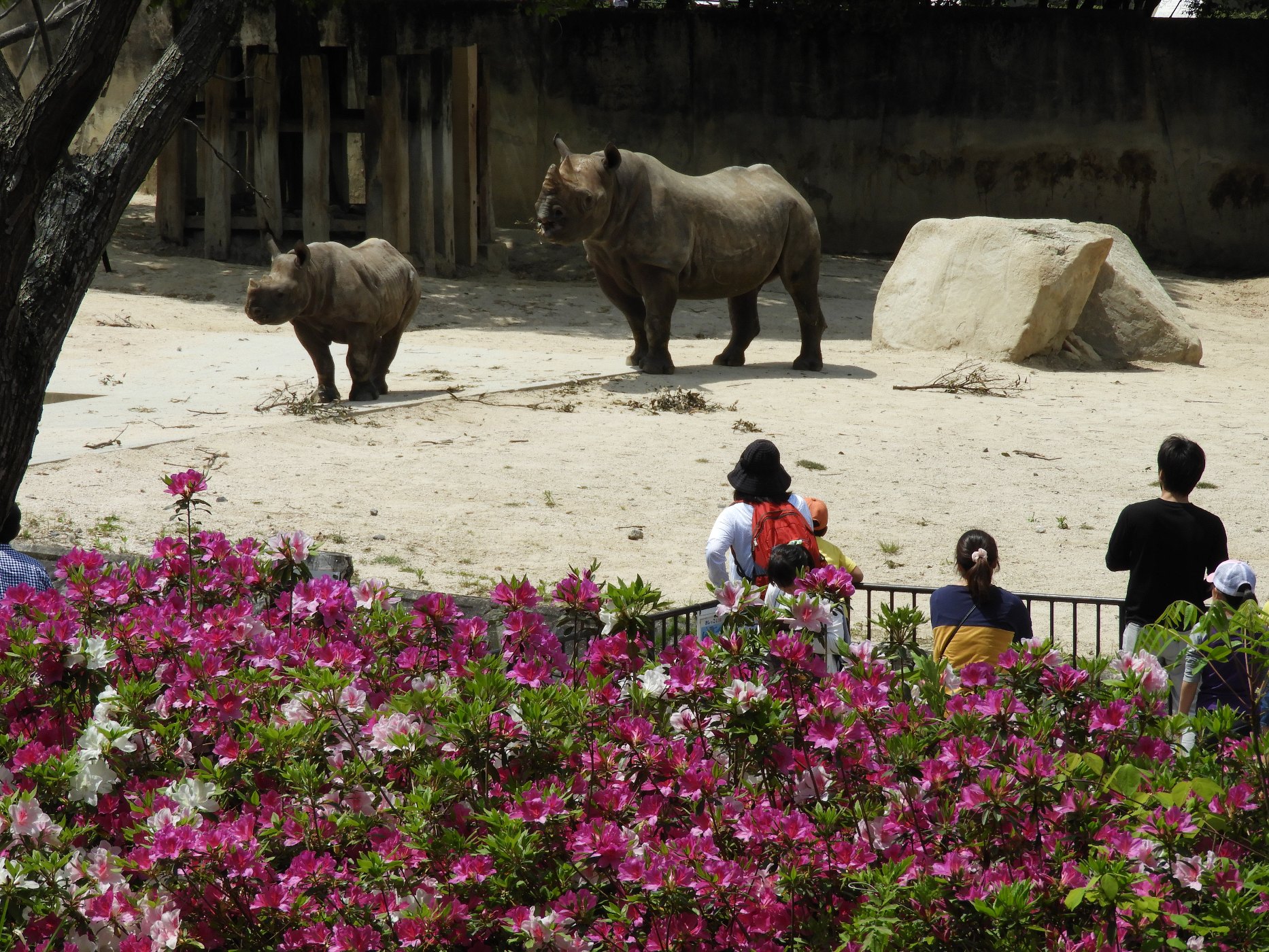 Hiroshima black rhino