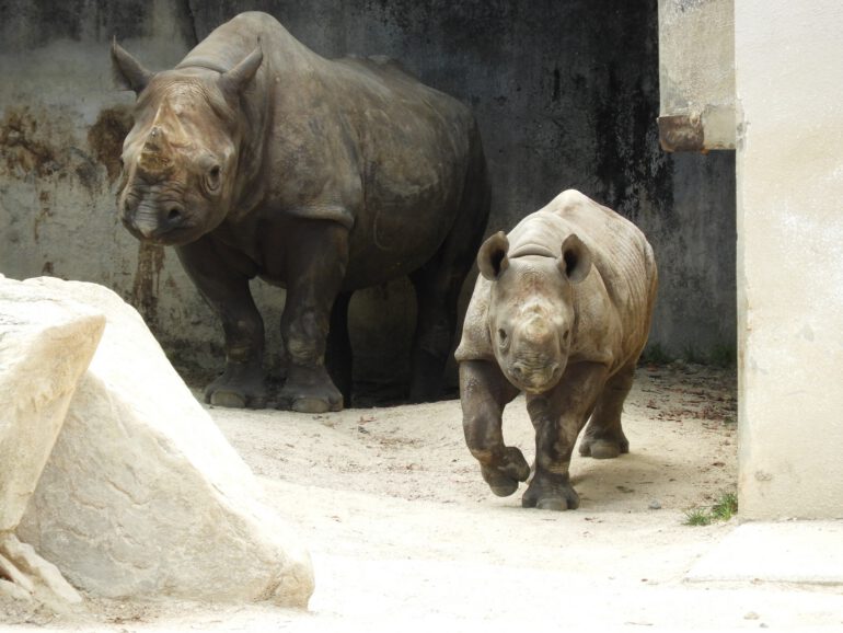 Hiroshima mother and calf