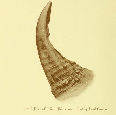 Curzon record rhino
