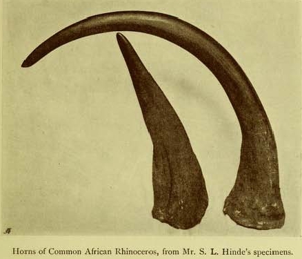 Hinde record black rhino