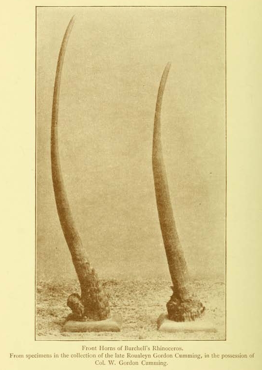 Gordon Cumming white rhino