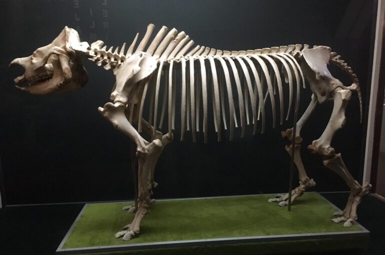 Kota Kinabalu museum