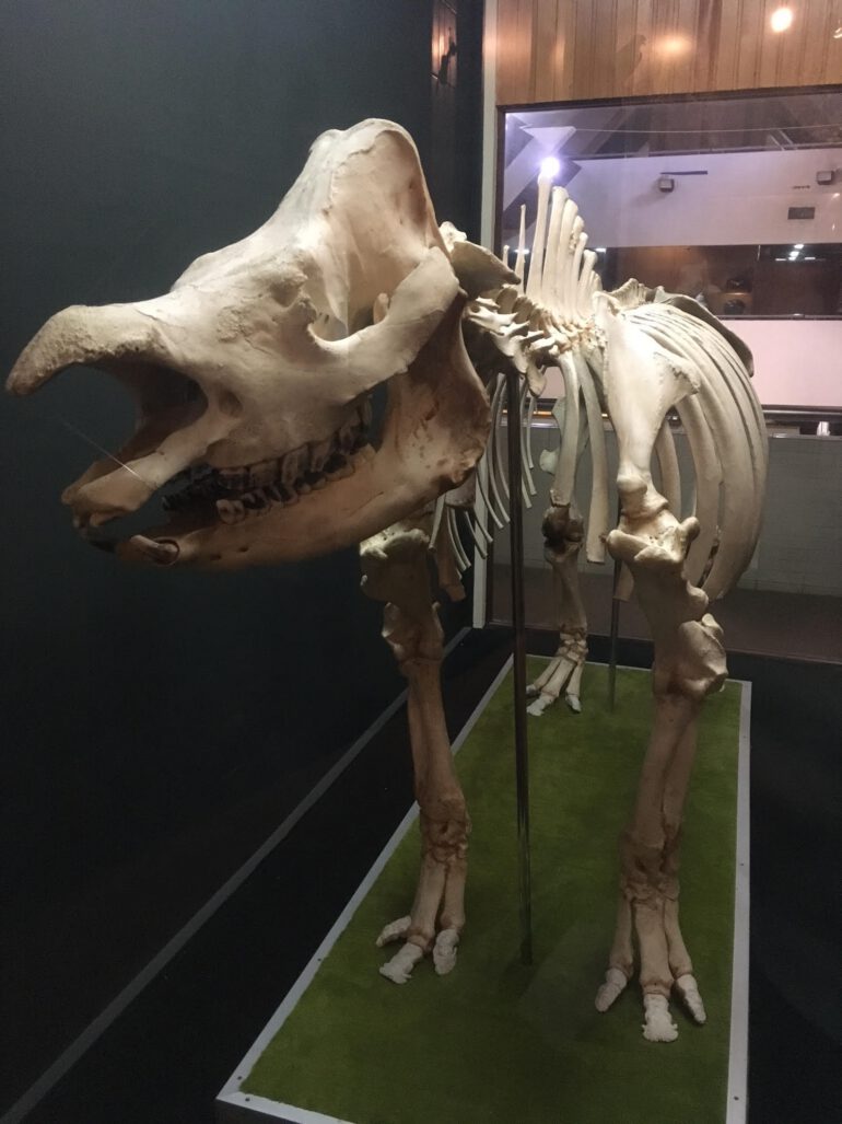 Kota Knabalu skeleton