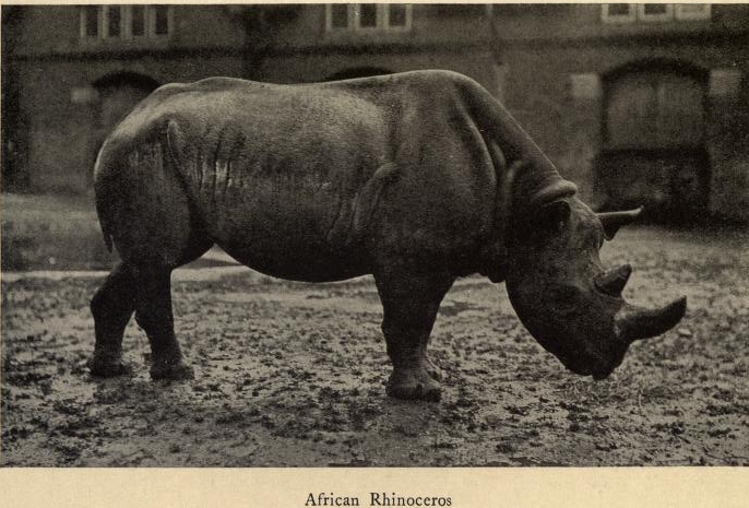 Robinson African Rhino